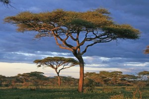 Tansania-Erlebnisreise