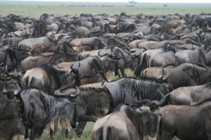 Tierwanderung-Serengeti