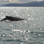 Whale Whatching Husavik Island