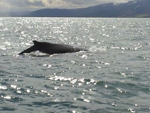Whale Watching Island