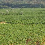 Weingut in Vrbnik auf Krk