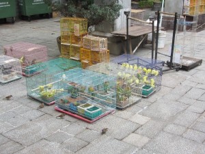 der Vogelmarkt