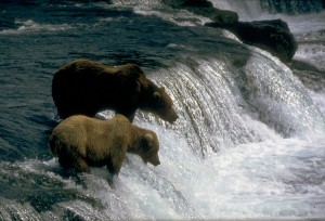 Bären am Fluss in Alaska