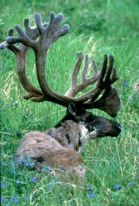 Denali National Park