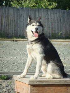 Dog Sledding, Alaska