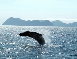 Walbeobachtungstour in Alaska
