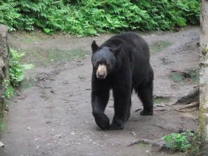 Alaska Zoo, Bärenaufzucht