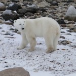 Bei den Eisbären in der Hudson Bay, Manitoba - Kanada