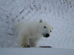 von Angesicht zu Angesicht mit einem Eisbären