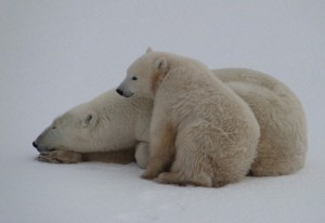 Mutter Eisbär mit ihrem Kleinen.