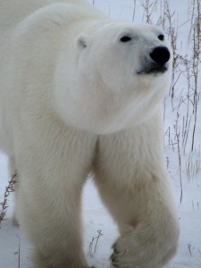 Eisbär in der Nähe der Tundra Buggy Lodge.