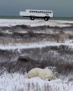 ruhender Eisbär in der Hudson Bay, Kanada