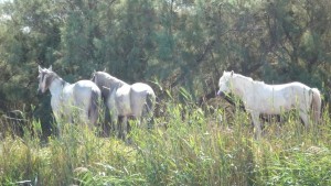 Camargue Pferde 