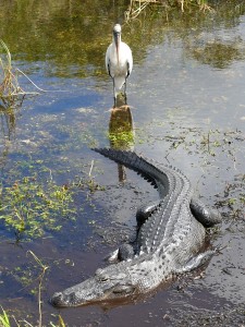 Alligator in den Everglades