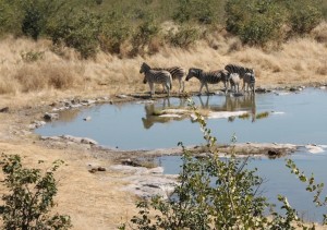 Zebras am Halali Wasserloch