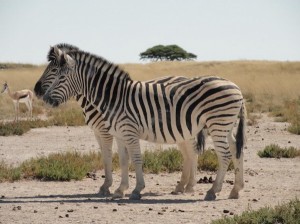 Wildtiere im Etosha Nationalpark