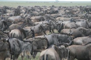 Große Tierwanderung in der Serengeti