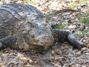 Krokodil in den Mangrovensümpfen von Kuba
