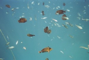 Fische am Korallenriff im Roten Meer