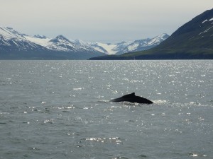 Whale Watching auf Island