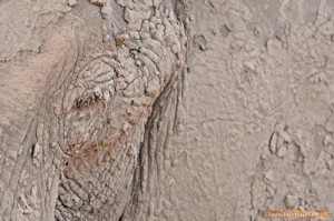 Ein Elefant nach intensivem Schlammbad im Hwange Nationalpark