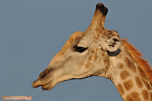 Im Hwange Nationalpark beobachtet uns ein Giraffenbulle neugierig.