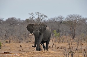 Elefantenbulle auf dem Weg zum Wasser im Hwange Nationalpark