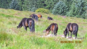 Dartmoor National Park