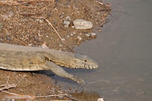 Ein Nilwaran kühlt sich im Wasser des Mandavu Sees ab.