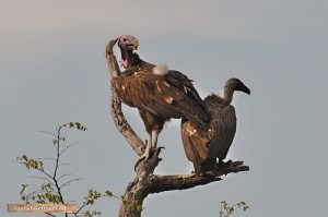 Ein seltener Ohrengeier im Hwange Nationalpark