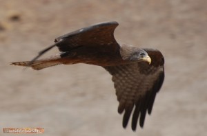 Ein Gelbschnabelmilan auf der Jagd.