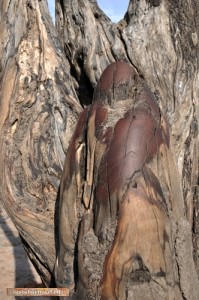 Mopane-Baumstumpf,von Elefanten glatt poliert.