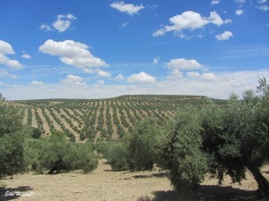 Olivenhaine in der Provinz Jaén