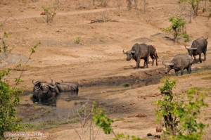 An den Tchakabika Quellen im Hwange Nationalpark