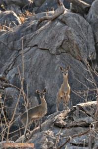 Klipspringer auf einem Granitfelsen im Hwange Nationalpark