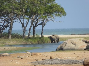 Elefanten im Yala Nationalpark
