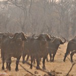 Simbabwe Abenteuerreise – Wildnis Hwange Nationalpark