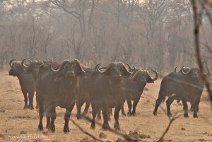 Zu Fuss beobachten wir Bueffelbullen im Hwange Nationalpark