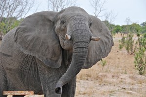 Begegnung mit einem Elefantenbullen im Hwange Nationalpark