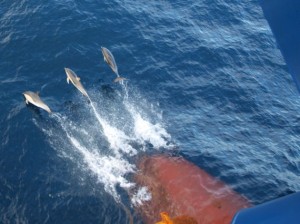 Delphine am Bug unserer Brasilien Frachtschiffreise