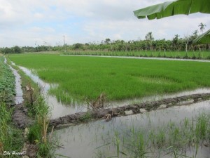 Reisanbau nahe bei Vinh Long
