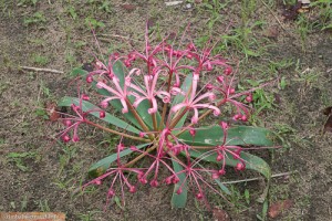 Blumen im Zambezi Nationalpark