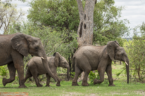 Elefanten-Familie im Sambesi Nationalpark