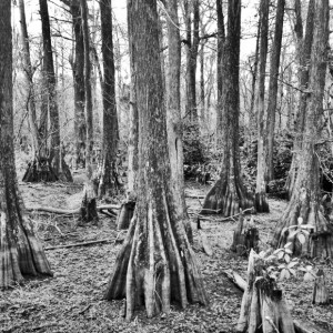 Everglades-Naples