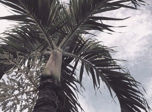 blauer Himmel über Florida