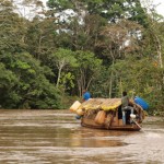 regenwald brasilien