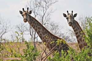 Giraffen bei einer Wandersafari beobachtet