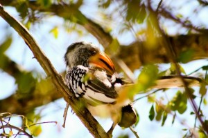 Vögel in Namibia