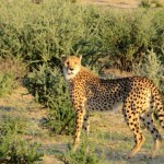 Gepardin im Kgalagadi Transfrontier Nationalpark auf der TARUK Reise Savannengras