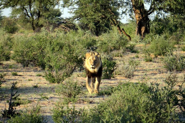 Kalahari Löwe im Kgalagadi Transfrontier Park auf der Reise Savannengras